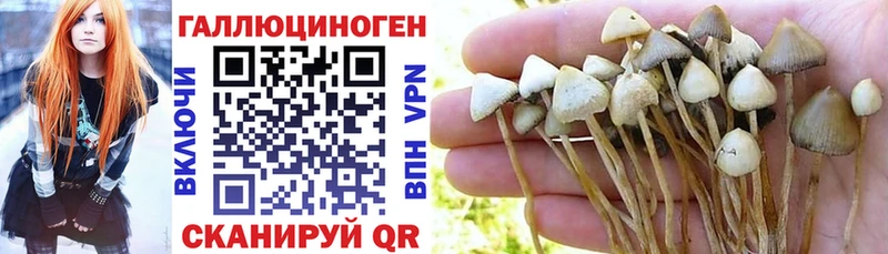 Галлюциногенные грибы Psilocybe  Апрелевка 